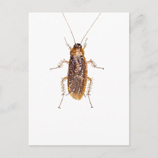 BEDAZZLED ROACH BRIEFKAART