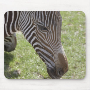 Bedfordshire, Engeland Muismat