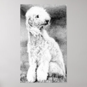 Bedlington Terrier Dog Portret Poster Afdrukken