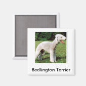 Bedlington Terrier Magnet Magneet (Voorkant / Achterkant)