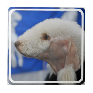 Bedlington Terrier Tile Tegeltje