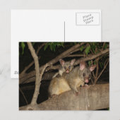 Bedragen van Brushtail Possum Briefkaart (Voorkant / Achterkant)