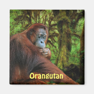 Bedreigde orang-oetans Red Apes Wildlife Art Magne Magneet