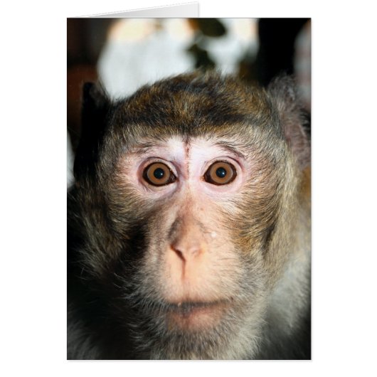 bedreigde regenwoud Ape (Voorkant)