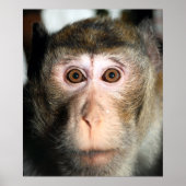 bedreigde regenwoud Ape Poster (Voorkant)