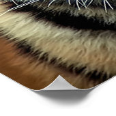 bedreigde tijgerkubus poster (Hoek)