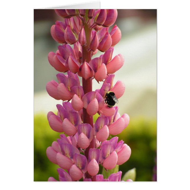 Bee 5x7-kaart (Voorkant)