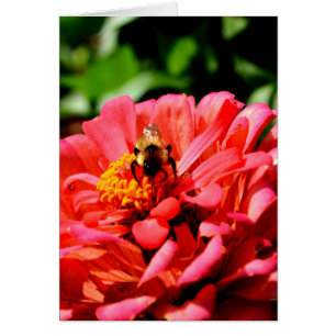 Bee and coral zinnia