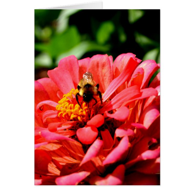 Bee and coral zinnia (Devant)