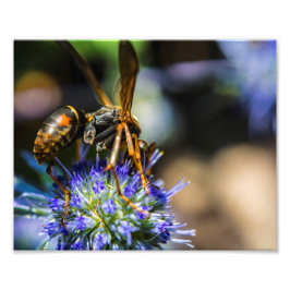 Bee Aware 10 x 8 inch, Kodak Pro-fotopapier (Satin Foto Afdruk