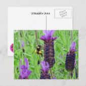 Bee Aware Briefkaart (Voorkant / Achterkant)