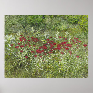 Bee Balm (Bergamont) in augustus Poster