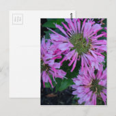 Bee Balm Briefkaart (Voorkant / Achterkant)