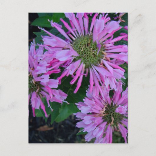 Bee Balm Briefkaart (Voorkant)