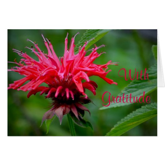 Bee Balm Carte de remerciements (Devant horizontal)