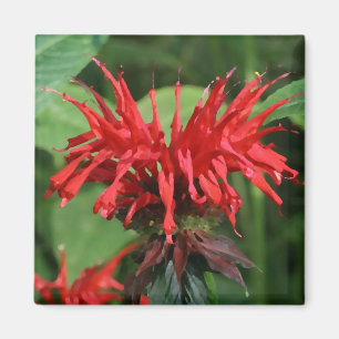 Bee Balm Magnet Magneet