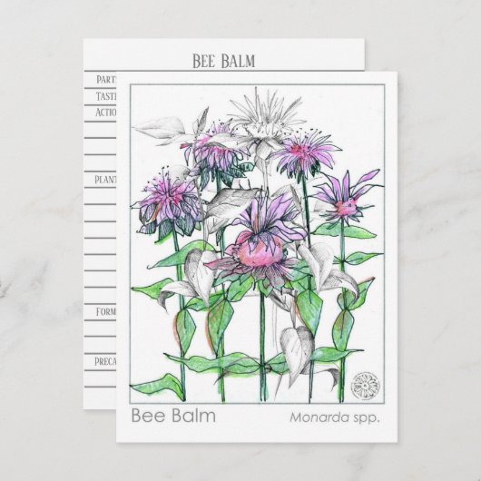 Bee Balm Materia Medica Cartes d'étude des plantes (Devant / Derrière)