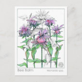 Bee Balm Materia Medica Cartes d'étude des plantes (Devant)
