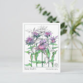 Bee Balm Materia Medica Herbal Studie Kaarten (Staand voorkant)