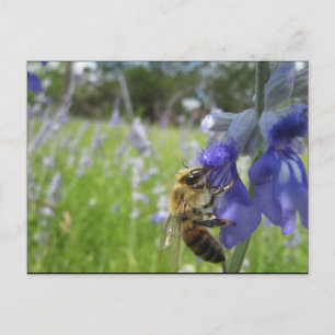 Bee Bee 4 Briefkaart
