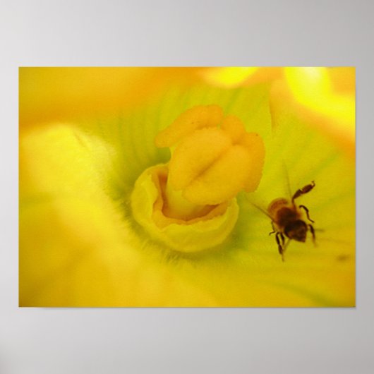 Bee bij Gele Zucchini Flower Small Poster (Voorkant)