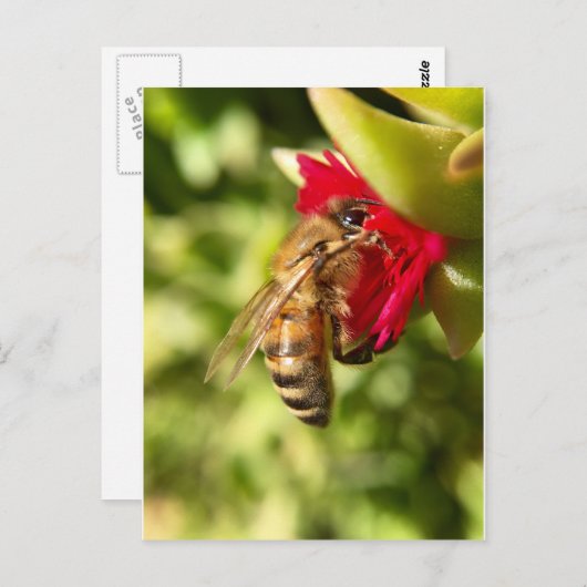 BEE BRIEFKAART (Voorkant / Achterkant)