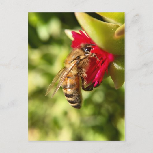 BEE BRIEFKAART (Voorkant)