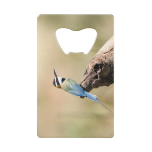 Bee-eater
