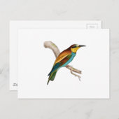 Bee Eater Briefkaart (Voorkant / Achterkant)