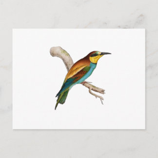 Bee Eater Briefkaart