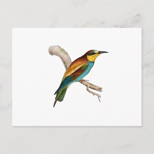 Bee Eater Briefkaart (Voorkant)