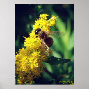 Bee en Goldenrod Poster