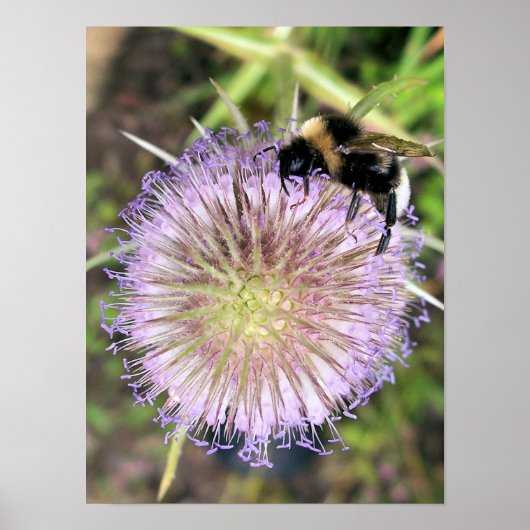 BEE EN TEASELSTROOM POSTER (Voorkant)