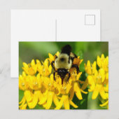Bee Feasting on Butterfly Weed Wildflowers Briefkaart (Voorkant / Achterkant)
