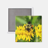Bee Feasting on Butterfly Weed Wildflowers Magneet (Voorkant / Achterkant)