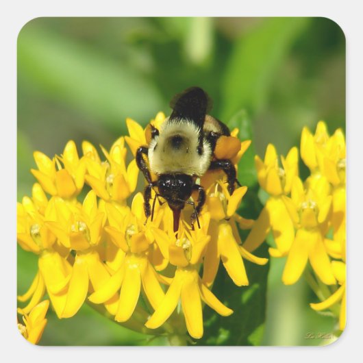 Bee Feasting on Butterfly Weed Wildflowers Vierkante Sticker (Voorkant)