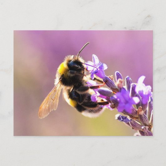 Bee Flower Beauful Natuur Scenery Briefkaart (Voorkant)