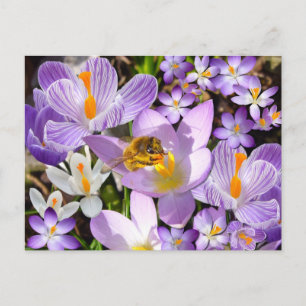 Bee Gathering Nectar from Crocus flowers Briefkaart