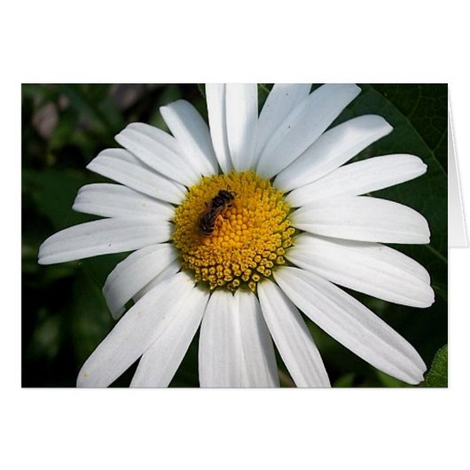 Bee Happy Daisy Card (Devant horizontal)