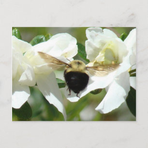 Bee heeft het druk briefkaart