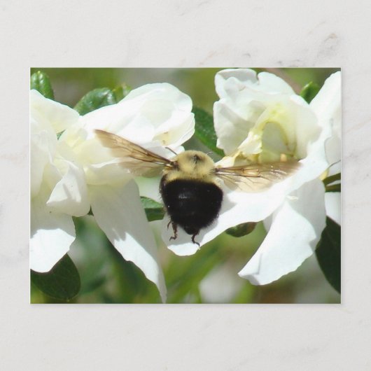 Bee heeft het druk briefkaart (Voorkant)