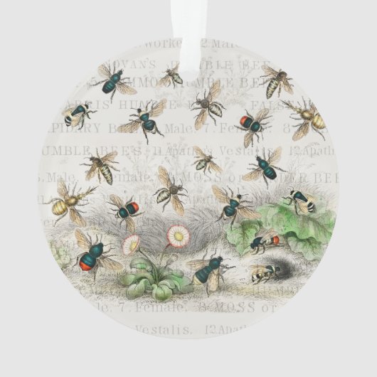 Bee Honey Travailleur Queen Bees Antique (dos)