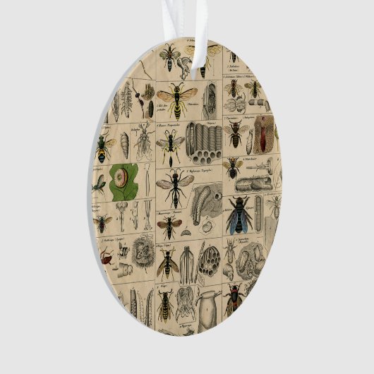 Bee Insect Bug Wasp Natural History Bees (devant)