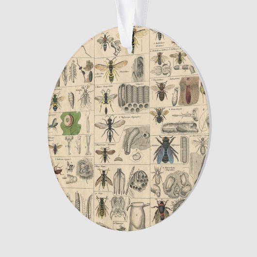 Bee Insect Bug Wasp Natural History Bees (devant)