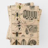 Bee Insect Bug Wasp Natural History Bees Inpakpapier Vel (In situ)
