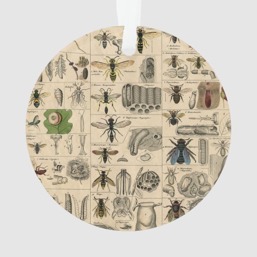 Bee Insect Bug Wasp Natural History Bees Ornament (achterkant)
