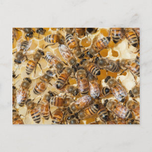 Bee keeping at Arlo's Honey Farm Briefkaart