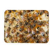 Bee keeping at Arlo's Honey Farm Magneet (Horizontaal)