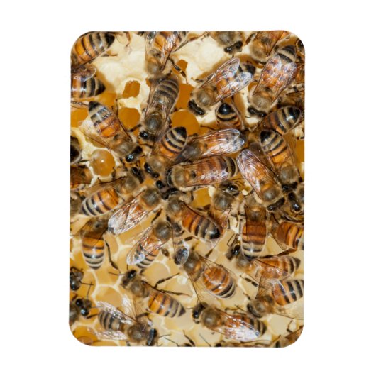 Bee keeping at Arlo's Honey Farm Magneet (Verticaal)