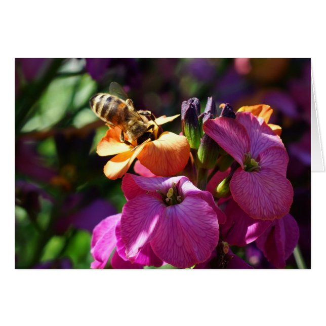 Bee 'n Beauty (Devant horizontal)